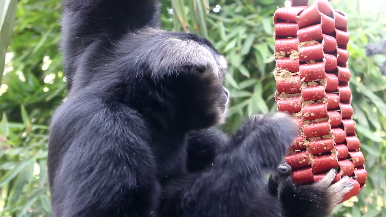 Meet Our Pileated Gibbons