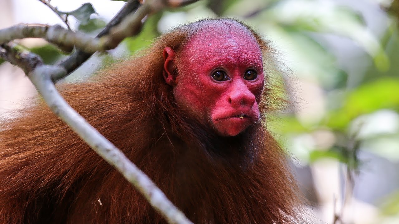 16 Strangest Monkey Species On Earth