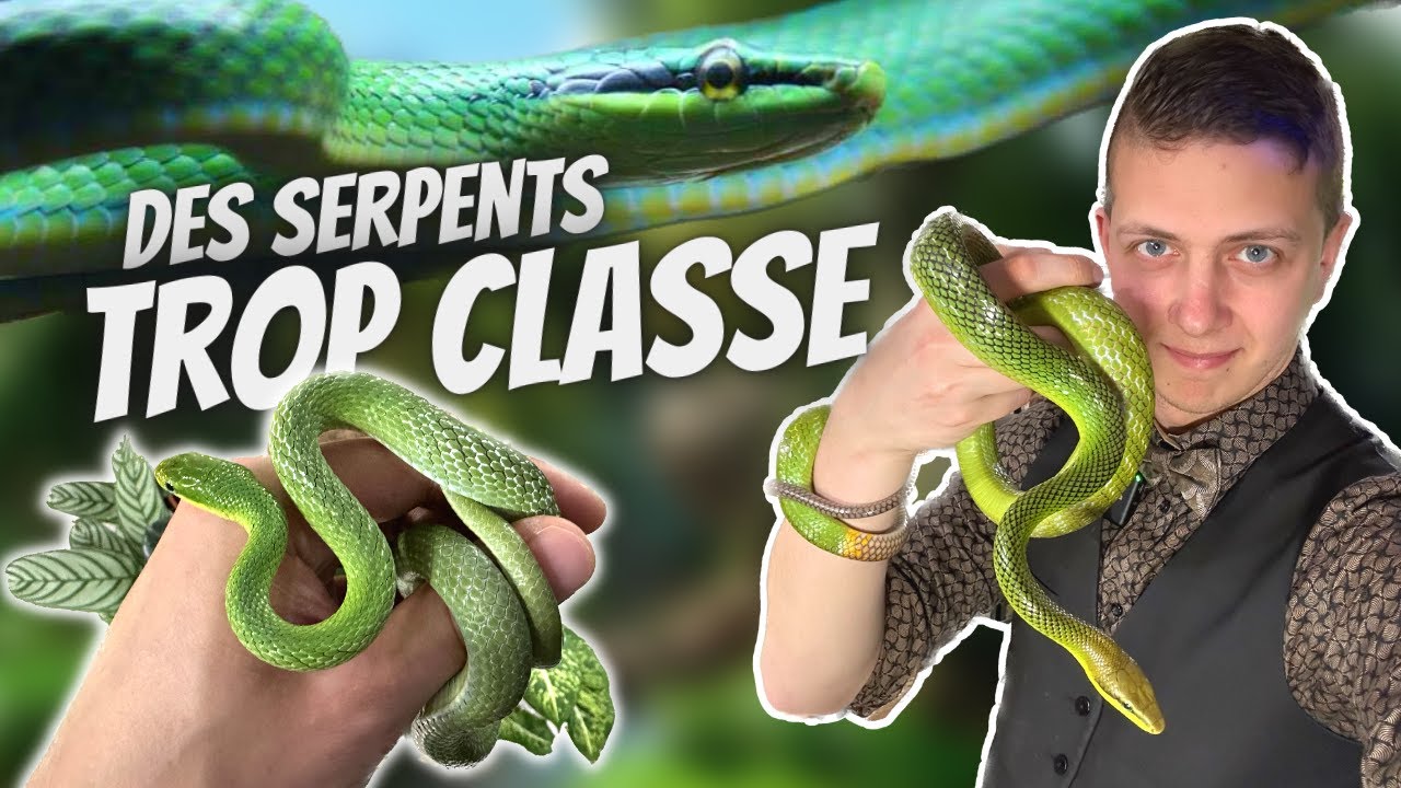 DES SERPENTS 