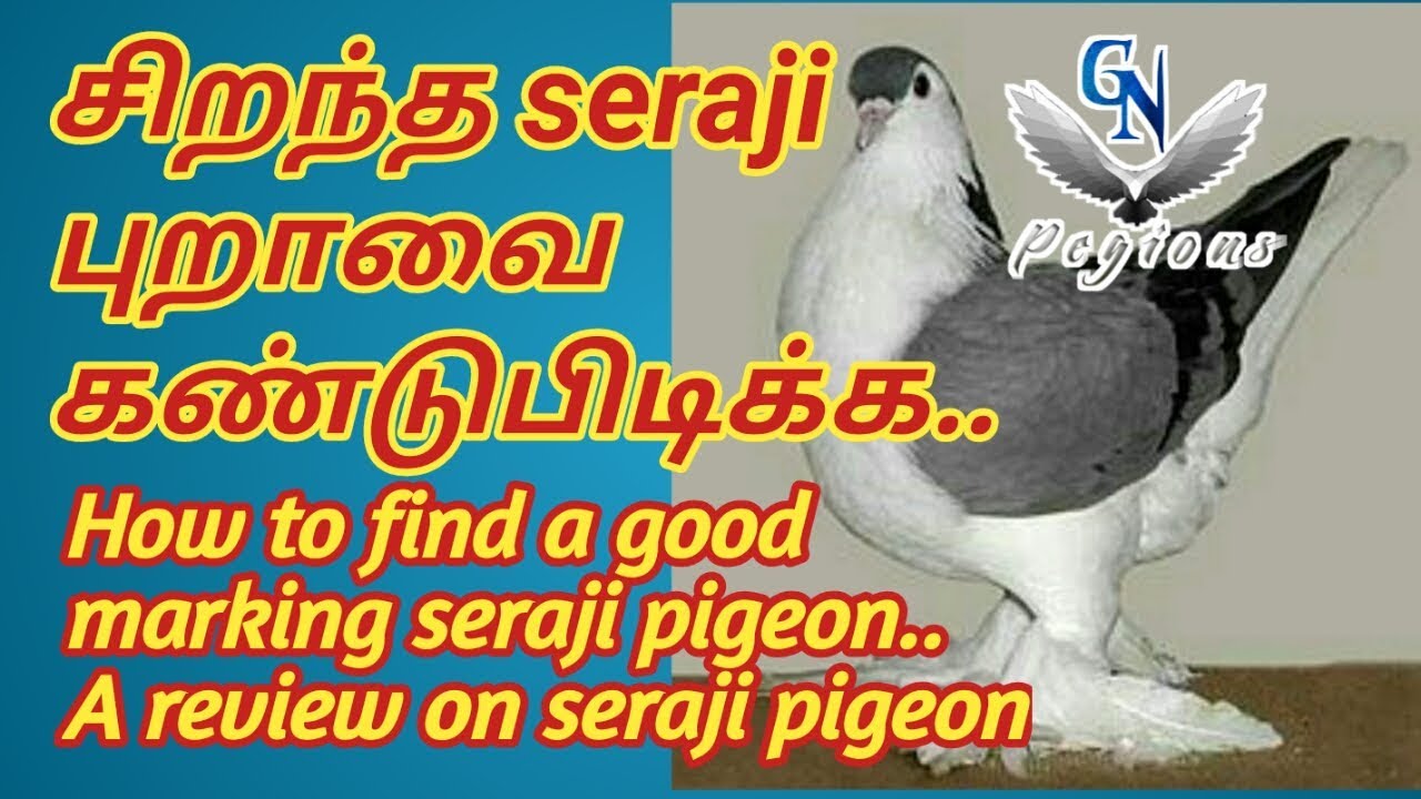 சிறந்த seraji  புறாவை கண்டுபிடிக்க... A Review about seraji pigeon