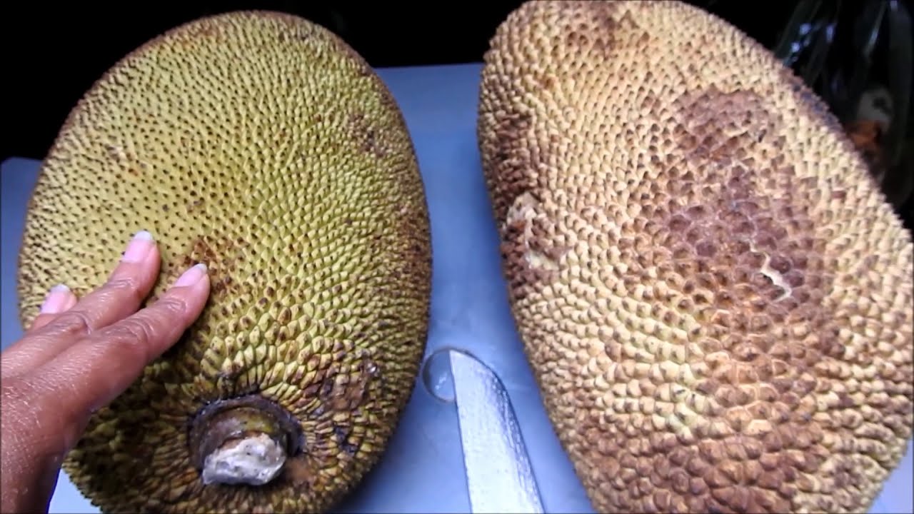👉 COMO SABER SE A JACA &Eacute; MOLE OU DURA SEM ABRIR O FRUTO E SEM APERTAR 😱 CONFIRA AQUI!! 🍎🍉🍇