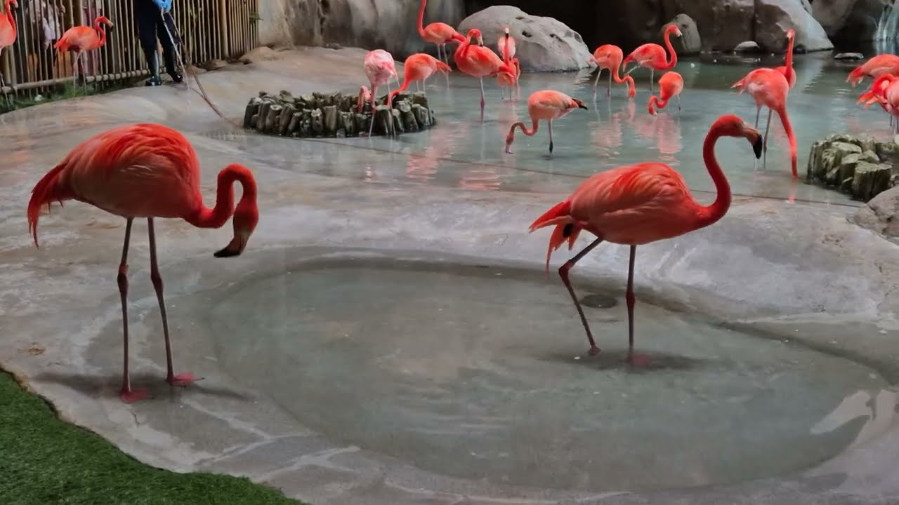 Watch Flamingos Do This Every Single Day!