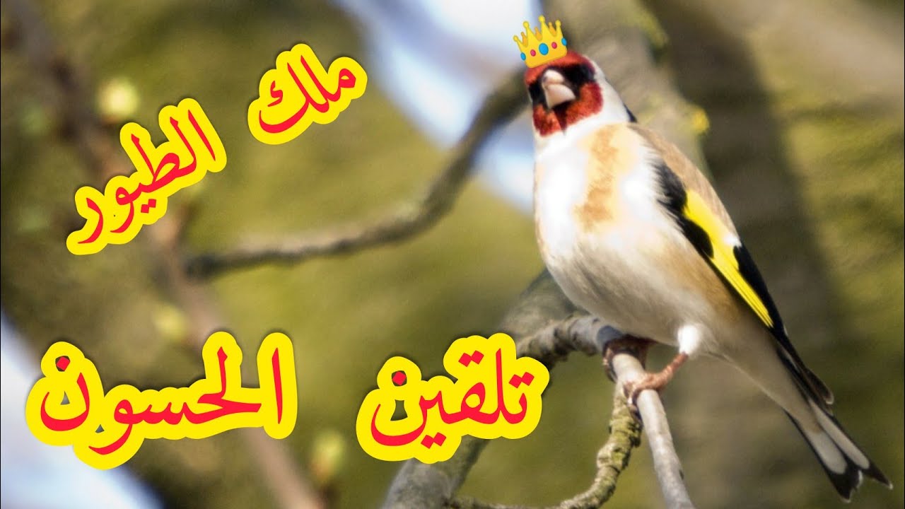تغريد رائع لملك الطيور الحسون المغربي لتلقين الفراخ #howateltoyour