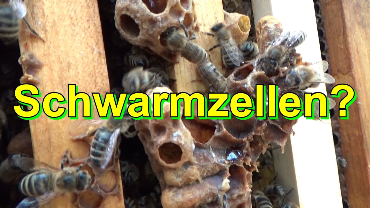 Schwarmzellen?
