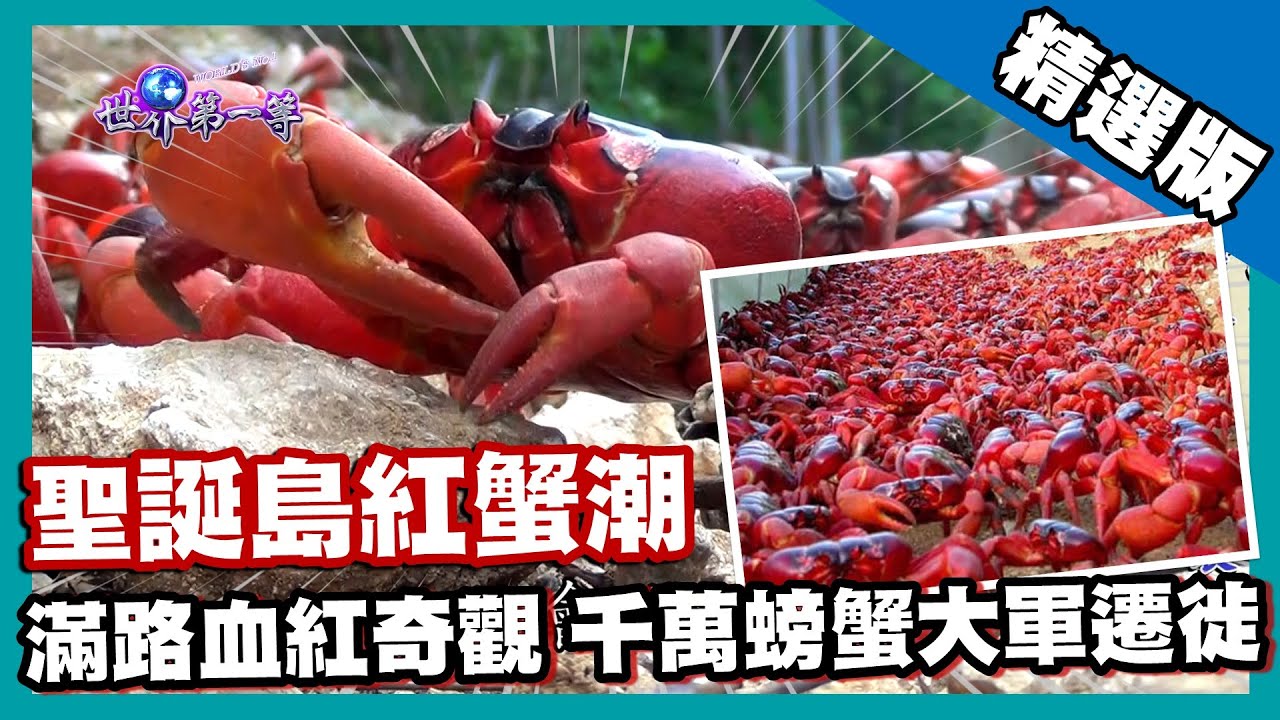 【澳洲】滿路血紅世界奇觀 5000萬紅蟹大遷徙｜《世界第一等》699集精華版