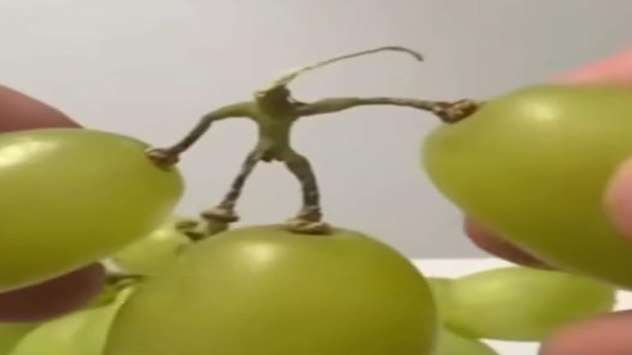 żelek
