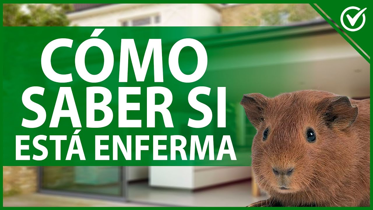🐹 Cómo Saber Si mi Cobaya Está Enferma - Guía de Enfermedades y Tratamiento 😷🐹