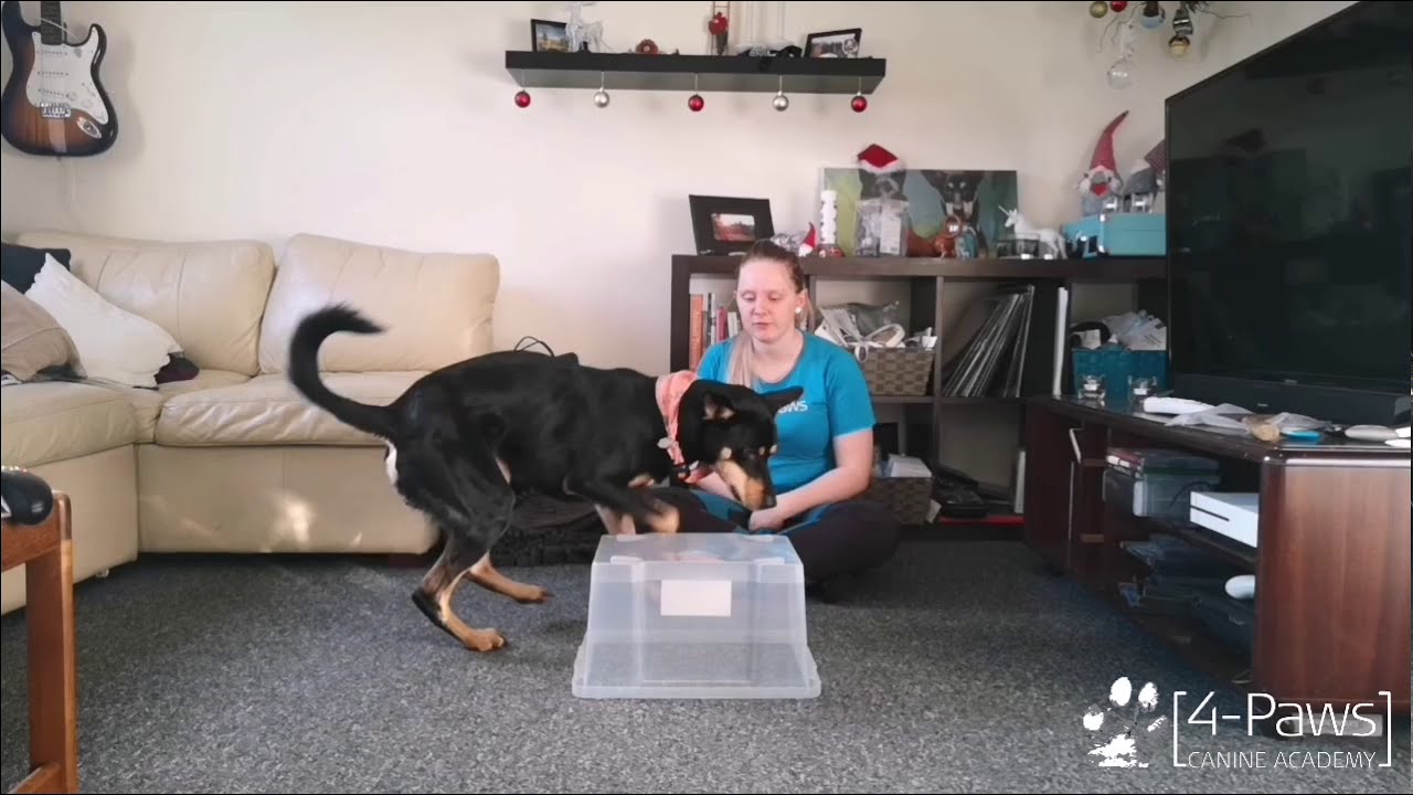101 Things to Do With a Box - Getting your dog started with shaping
