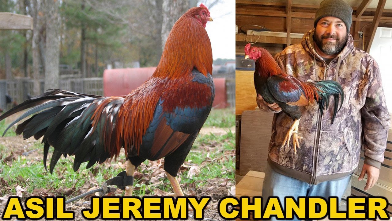 Asil Jeremy Chandler