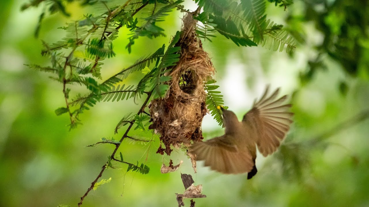 SUNBIRDS BUILT A NEST 🪺 IN MY BACKYARD - PART 01 OF 04 | 16/1993