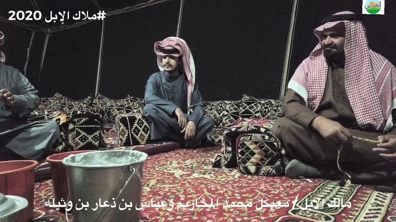 مالك الابل / معيكل محمد وعباس ذعار ال وثيله