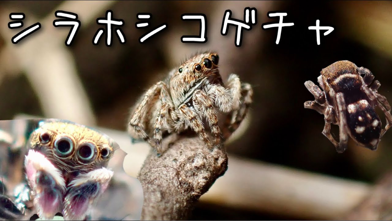 庭で生きる2mmのハエトリグモを紹介