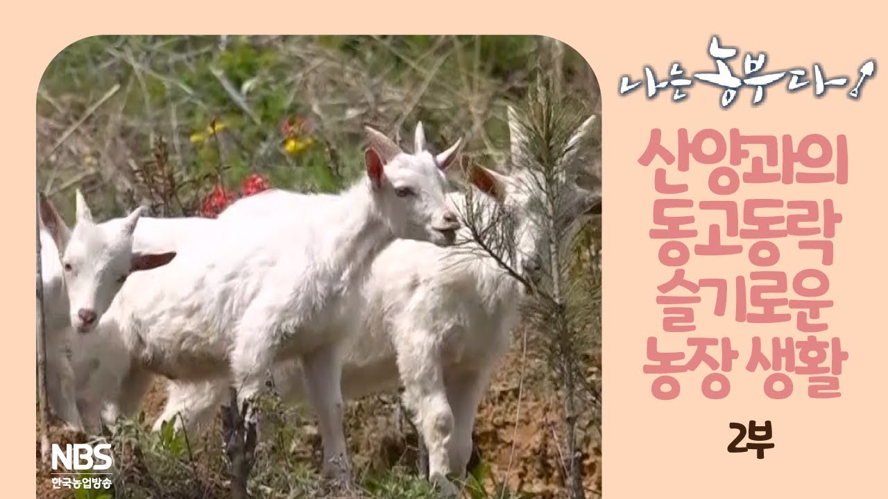 [나는농부다 248회 2부] 산양과의 동고동락 슬기로운 농장 생활