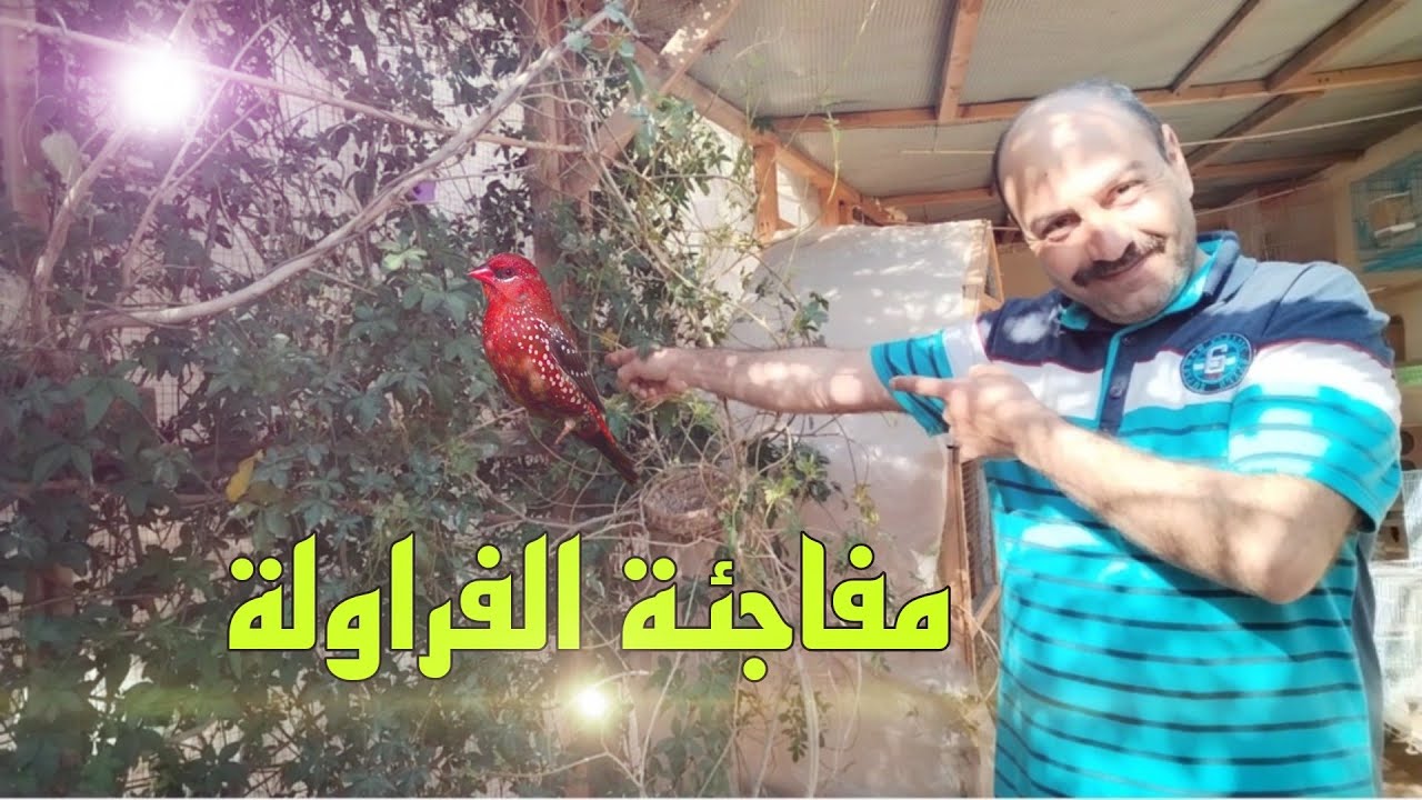 طائر الفراولة واخيرا بيض 🪺 عش الفراولة 🪹 شغل ايدي 😜