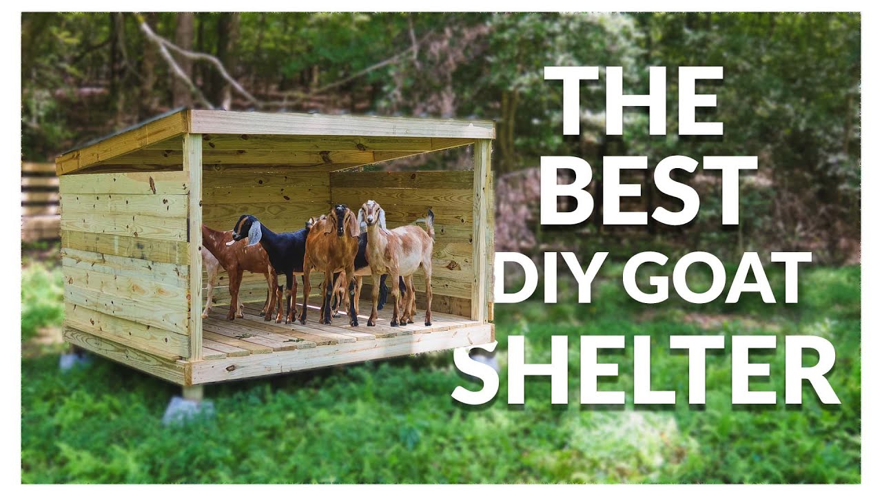 THE BEST DIY GOAT SHELTER(SO EASY)