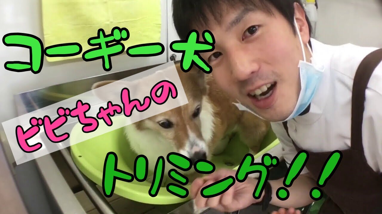 コーギーのビビちゃん。トリミングの巻。［兵庫ペット医療センター トリミング 尼崎 犬動画　］Happy dog glooming