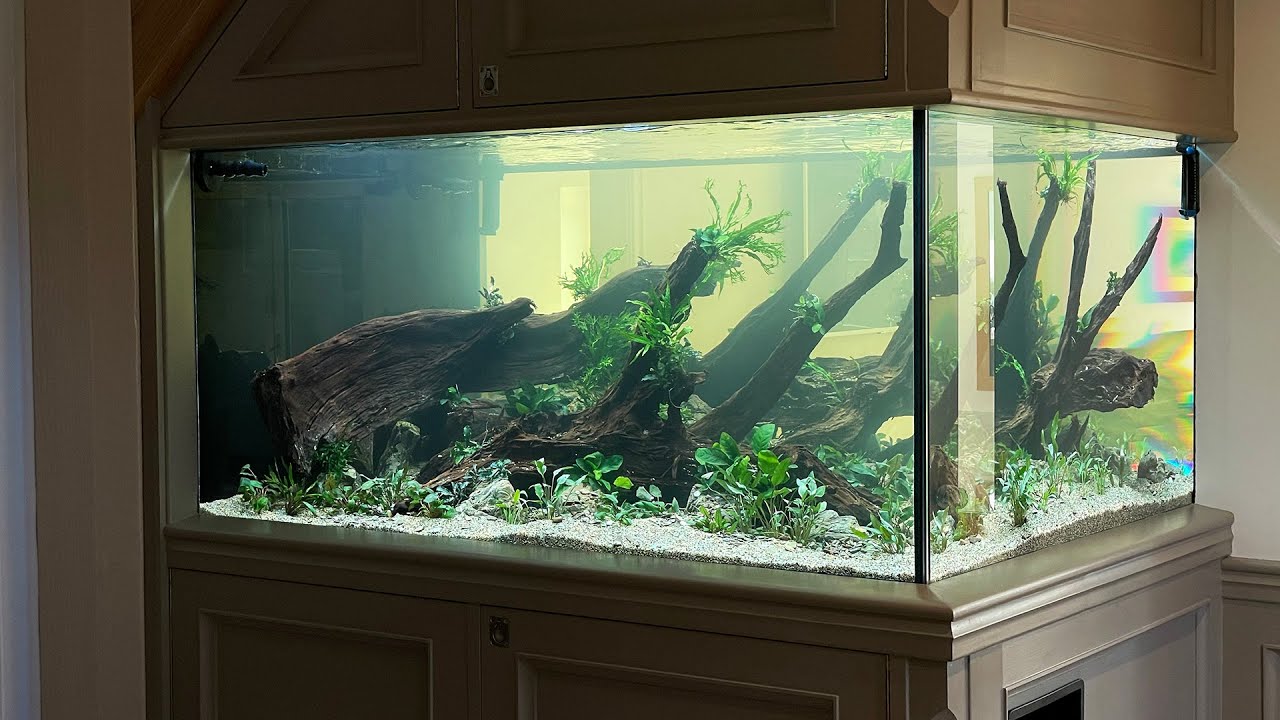 MONSTER NATURE AQUARIUM BUILT INTO LUXURY HOME!