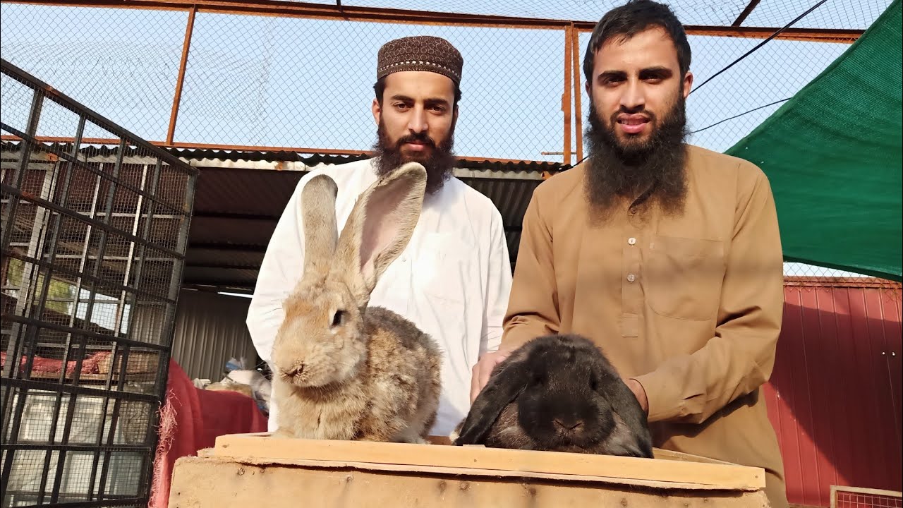 Gaint German Rabbit in Pakistan || complete Rabbit Collection In Saad Rabbit Farm