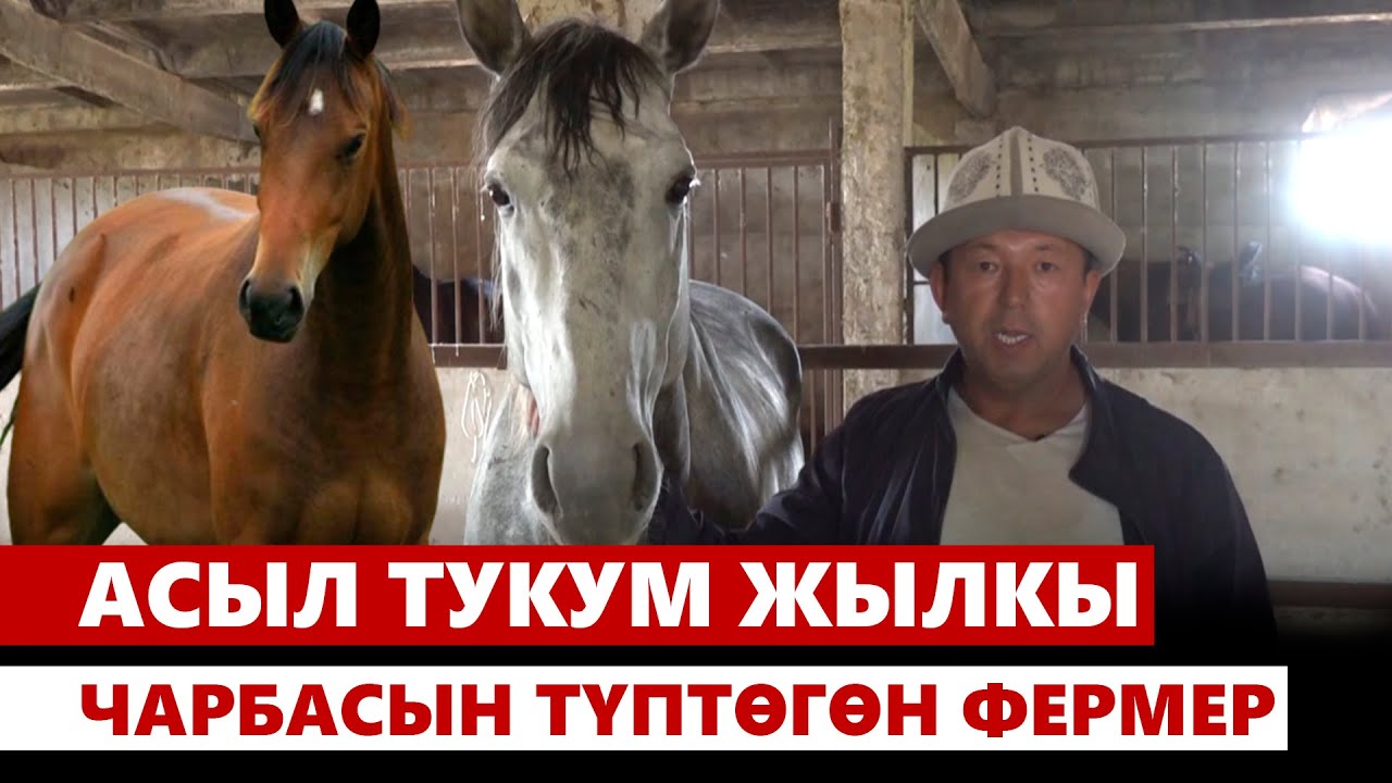 Чүй: Асыл тукум жылкы чарбасын түптөгөн фермер