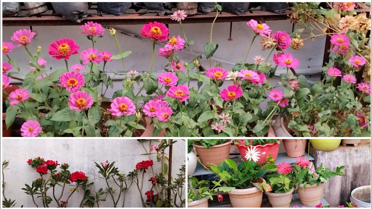 December garden overview @Floweringgardenvlog #Viralyoutubevideo #Trendingvideo