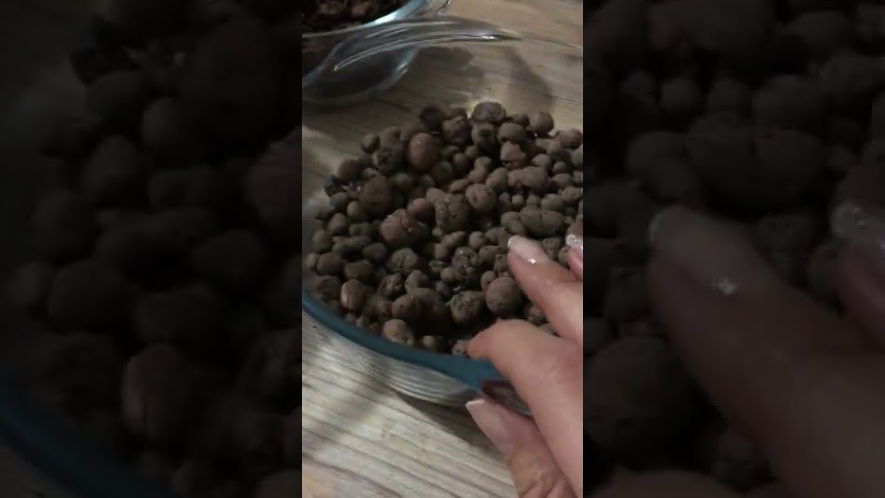 Orkideler için uygun saksı ve toprak seçimi nasıl olmalı