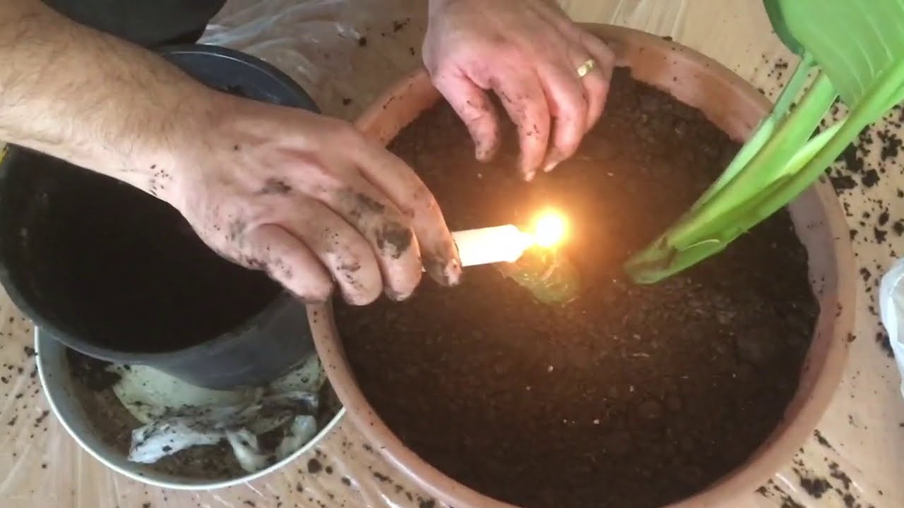 Difenbahya Çiçeği Çoğaltma Dalında Köklendirme