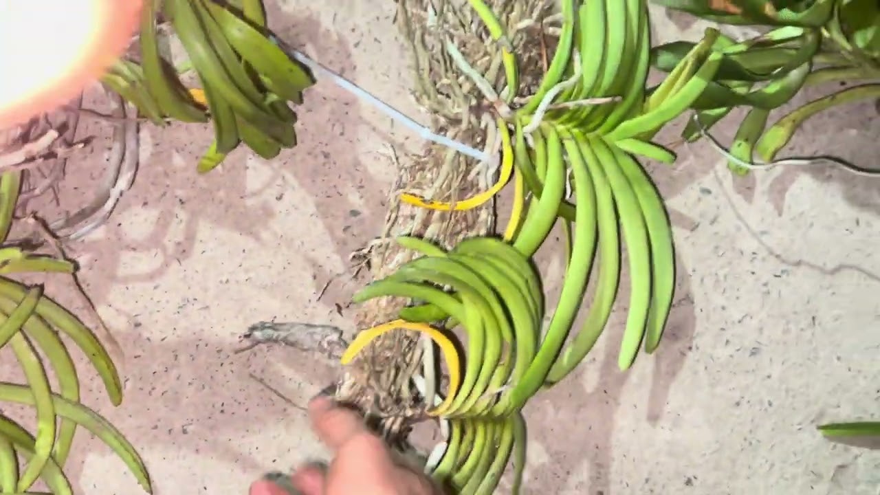 lan rừng bình thuận hàng khủng còn sót lại nha cô chú.    sóc.  hải yến hoả hoàng cam.  
