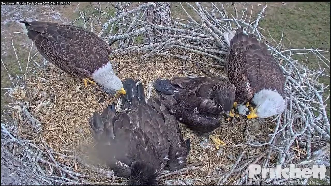Southwest Florida Eagle -E21🐥🌹🍀, E22🐥🌹🍀- Chwila napięcia : M15 z rybą , a zanim ląduje intruz !!!