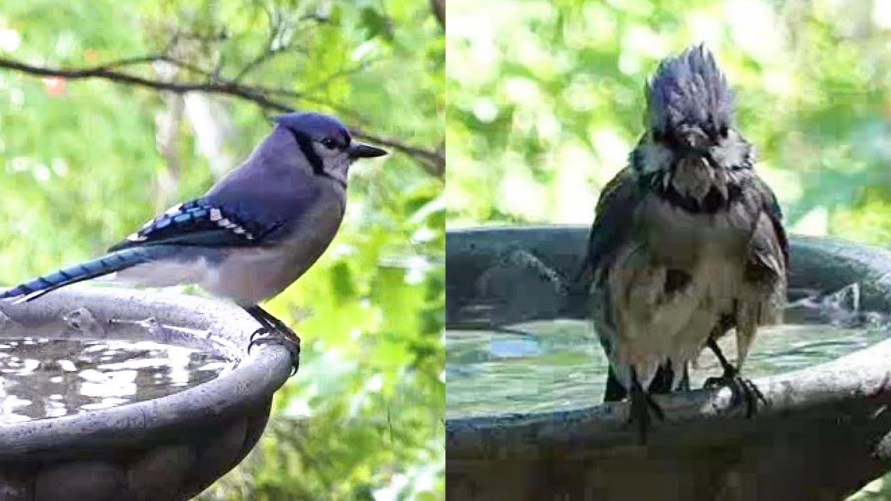 새 목욕탕을 2개를 두었더니.. :) What Happens If There Are Two Bird Baths?