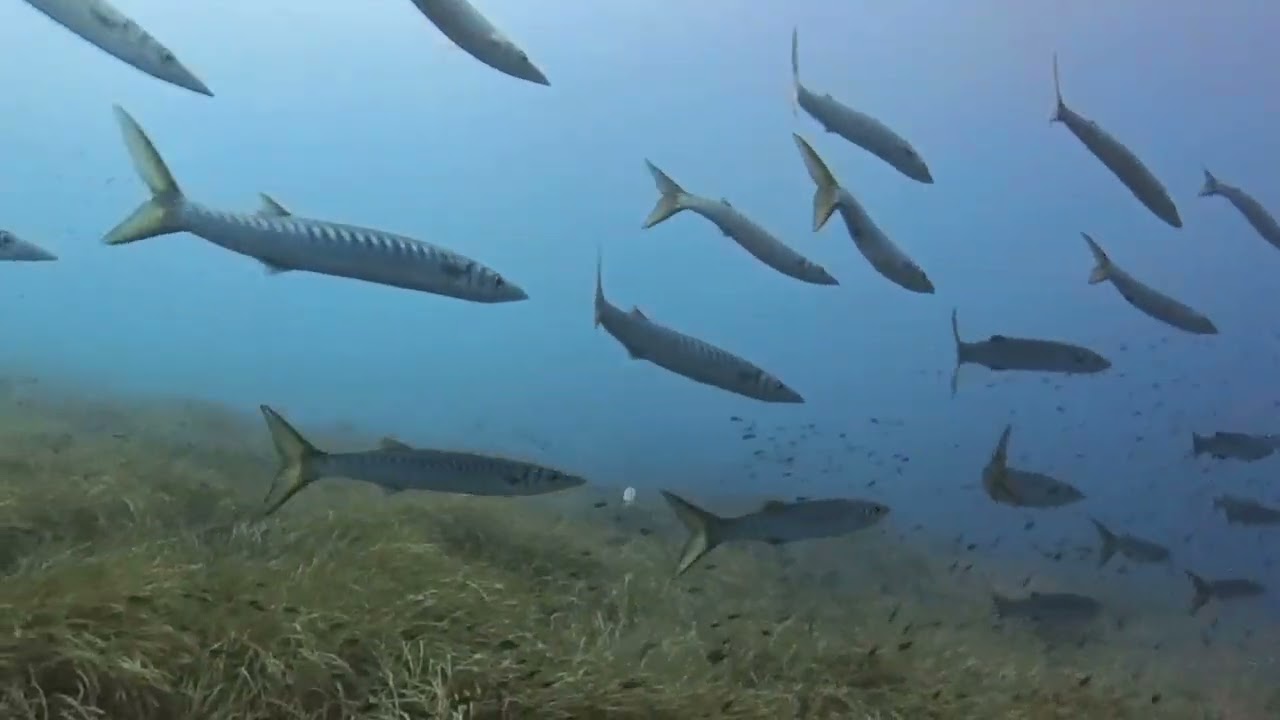 Immersioni all'Isola d'Elba: Scoglietto di Portoferraio e Secca di Santa Lucia | Bollablu Channel