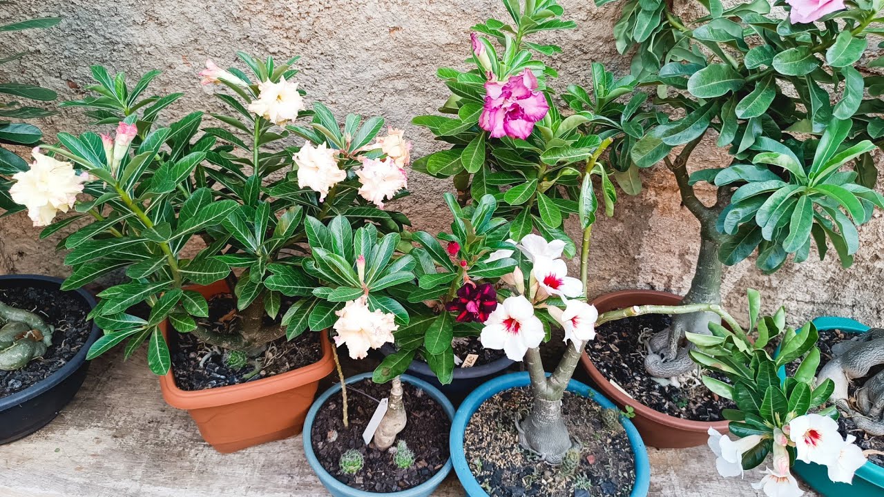 Feliz Natal Com Muitas Flores🌹🌹🌹😘😘😘🙏🙏🙏