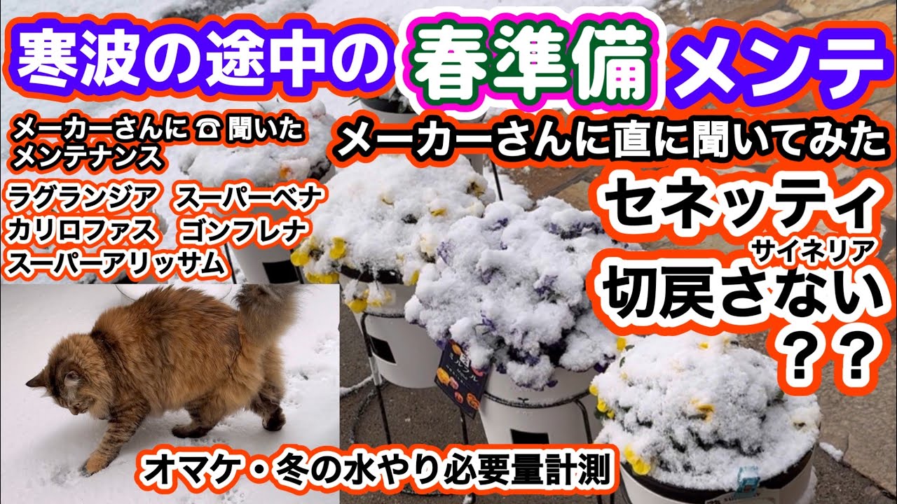 【寒波の途中の花のメンテ】サイネリア切戻す？スーパーアリッサム・ラグランジア・スーパーベナ・カリロファス・ゴンフレナ・ボロボロオブコニカ