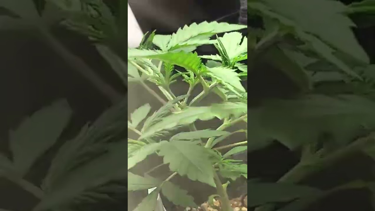 20 e 27 dias prenseeds e automaticas