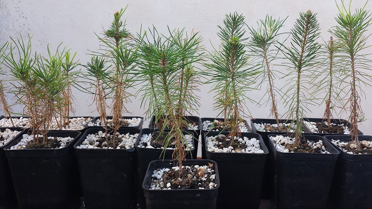 Thunbergii and Scots Pine Seedlings Bonsai - Update