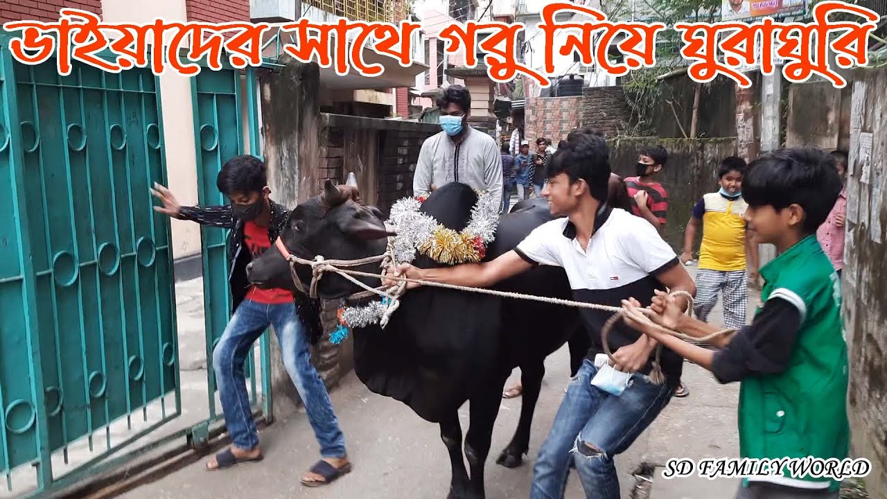 Qurbani 2021 | ভাইয়াদের সাথে গরু নিয়ে ঘুরাঘুরি | Part - 7 | Cow Video | Qurbani Goru | Day 2