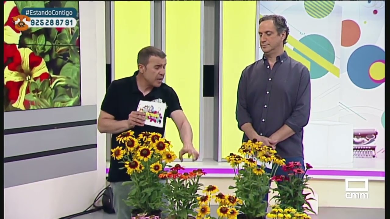 Características de la Rudbeckia y la Echinacea | Estando Contigo