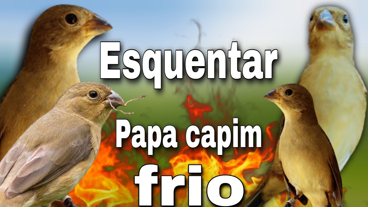 Papa capim fêmea levanta defunto