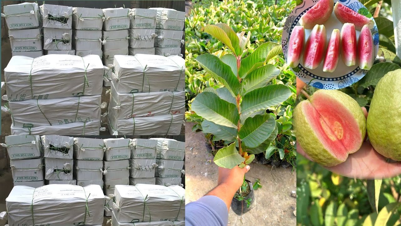 Farming Guava red diamond Guava | red diamond Guava delivery 