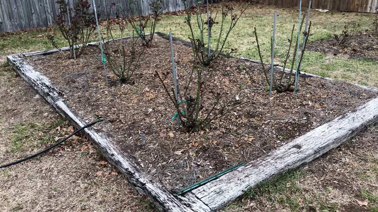 Top Dressing Your Rose Garden With Compost