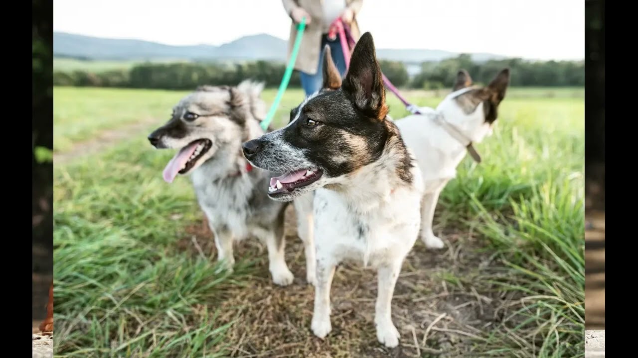 Chapter 2 | The Ultimate Dog Travel Go Bag Guide | A Different Breed™