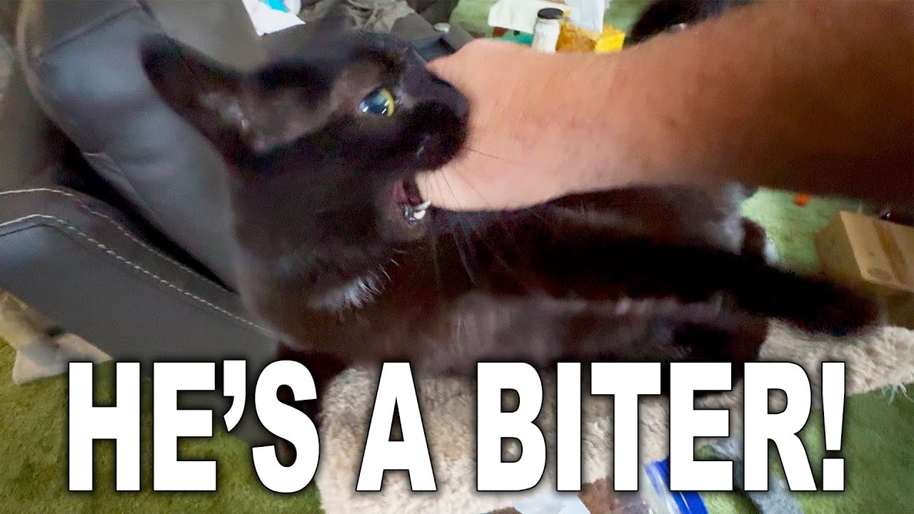 Cats Routine, Making Coffee, Insurance Adjuster and Editing