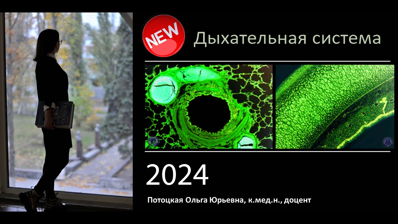 22. Дыхательная система