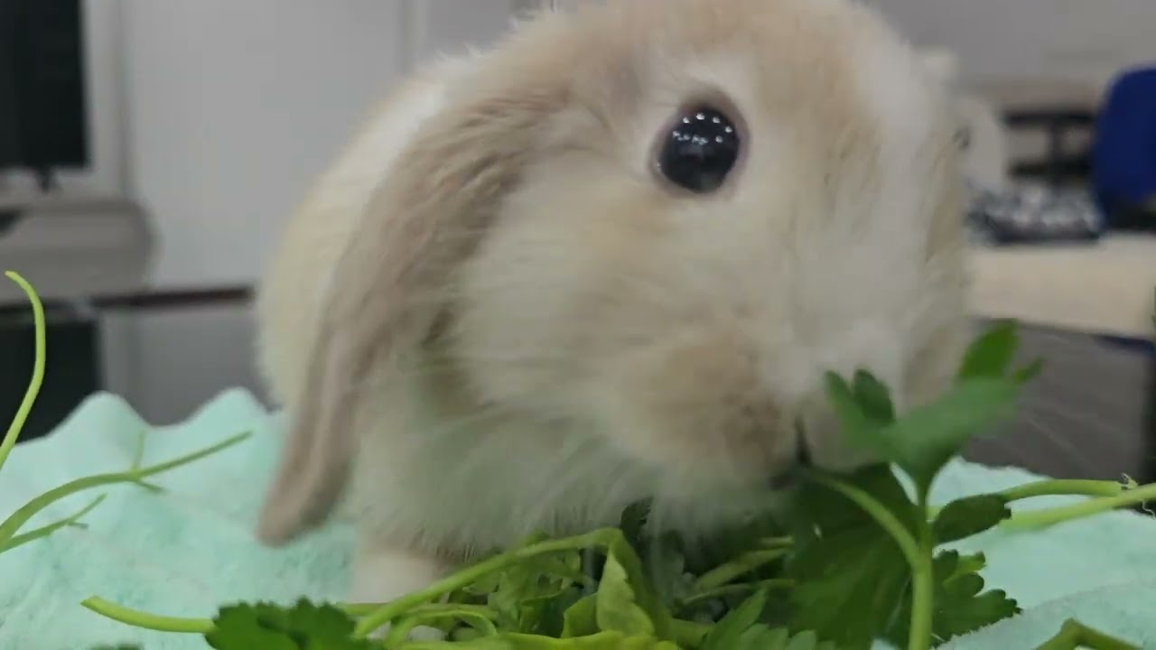 I love vegetables, especially parsley 😍😋