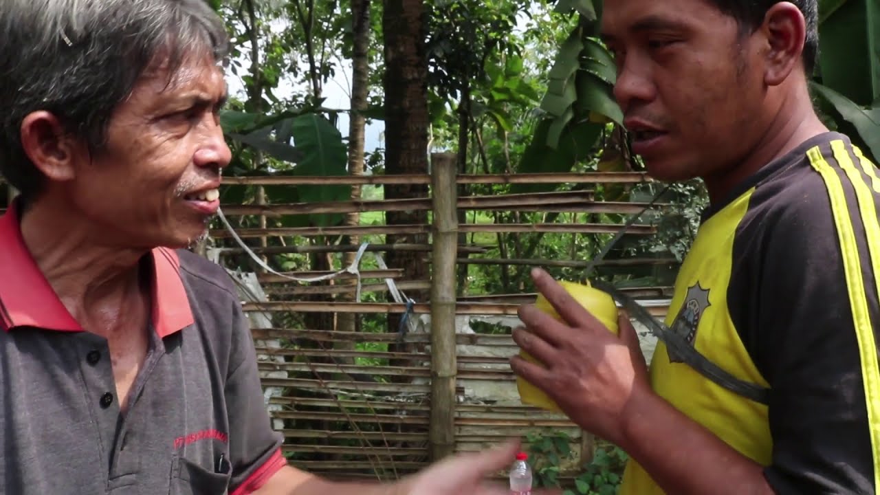 REVIEW 3 BURUNG SEKALIGUS OLEH SANG PAKAR MBAH GON