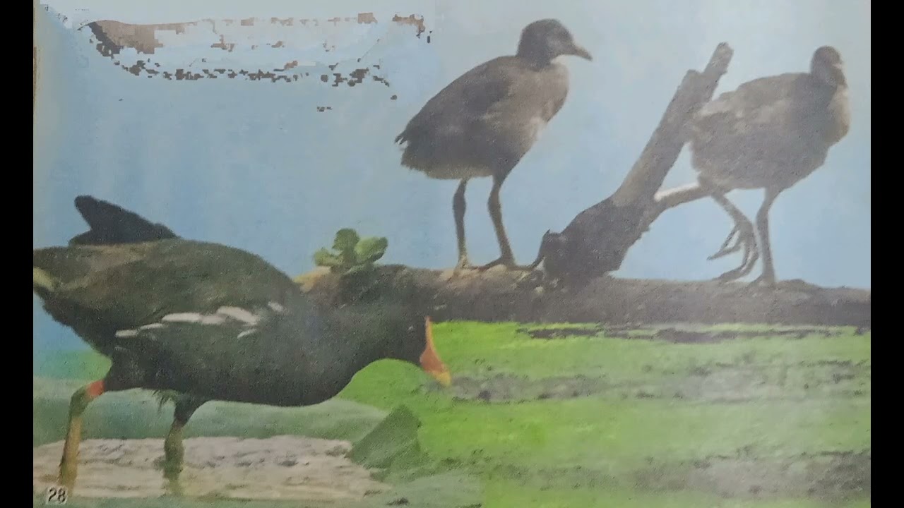 നീർപ്പക്ഷികൾ.
