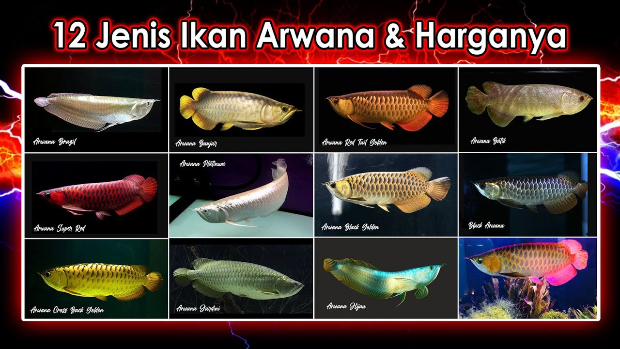 12 JENIS IKAN ARWANA TERMAHAL | FISH AQUARIUM 