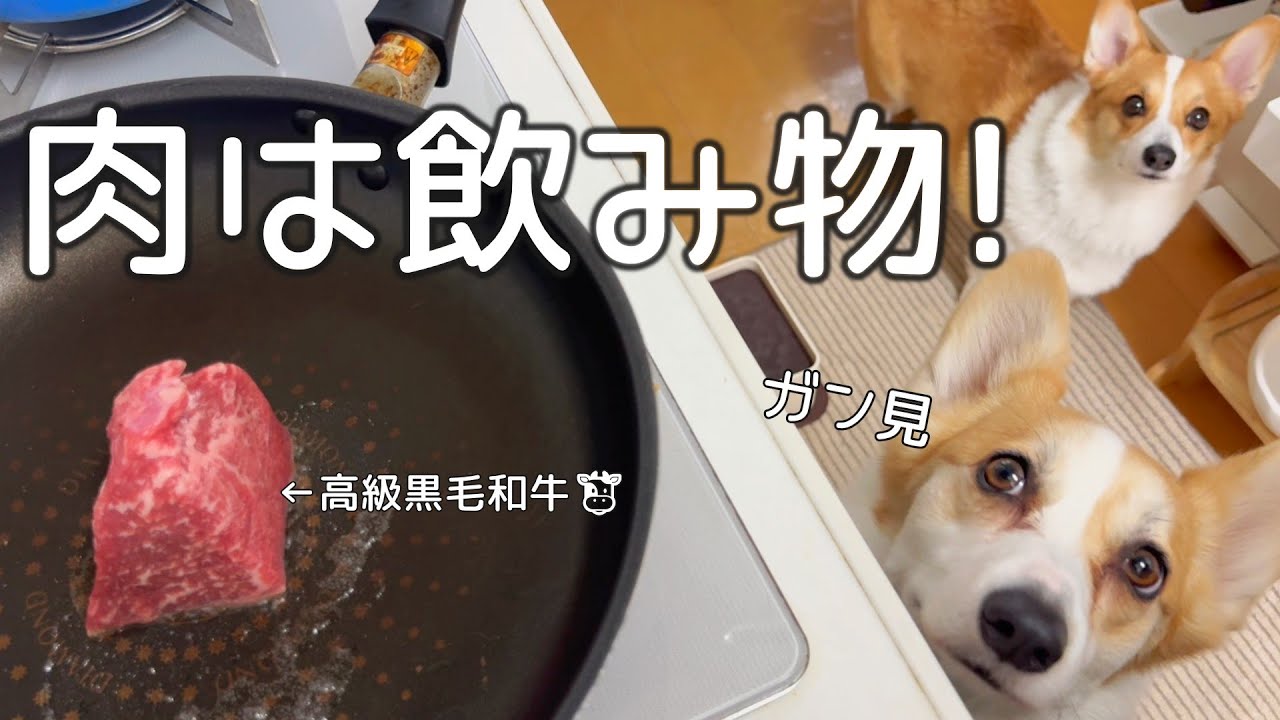 愛犬達と過ごすクリスマスが最高🥰
