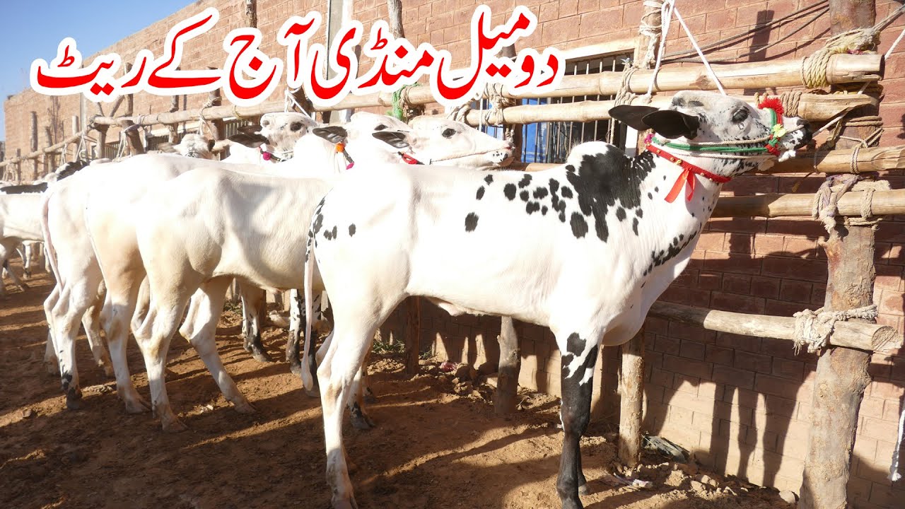 Today Domail Mandi Fatehjang Rate’s update24Jan2025-Part01Sunny Video Fateh Jang Cow Mandi 2025