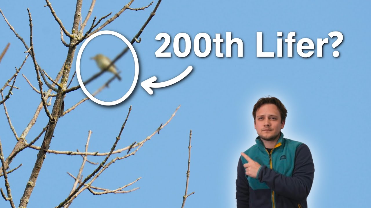 Can I Get My 200th Lifer Birding in Wisconsin?