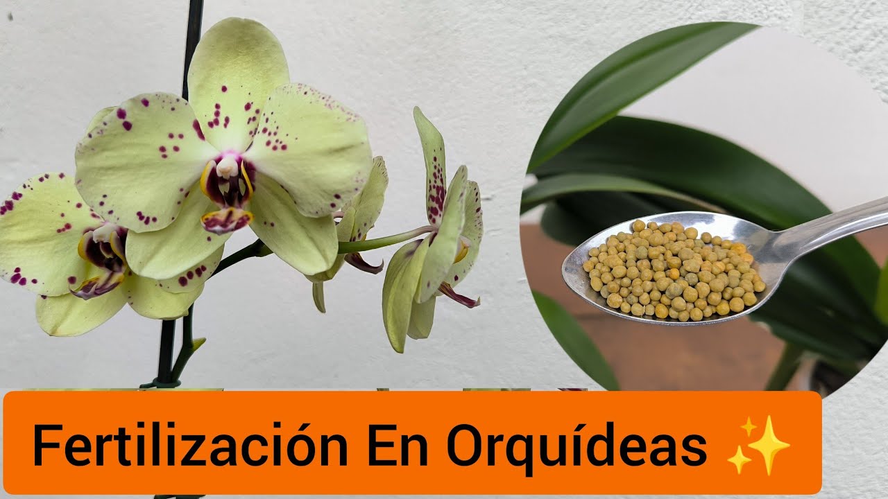 Cuidado ⚠️ ¿Estás Arruinando tus Orquídeas con la Fertilización 🥺